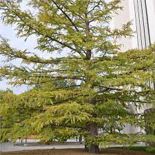 The largest bald cypress grove found itself on swamps on the border between texas and louisiana. Baldcypress Tree On The Tree Guide At Arborday Org
