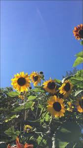 Pin Od Maria Na Flowers Or Work Of Art Pinterest Aesthetic Sunflower Wallpaper Iphone 238892 Hd Wallpaper Backgrounds Download We hope you enjoy our growing. aesthetic sunflower wallpaper iphone
