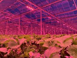 Benefits of using full spectrum led grow lights. Mechatronix Coolstack More Than Just An Hps Son T Replacement