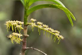 Image result for Tridactyle bicaudata