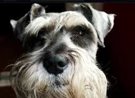 There are 4 boys and 3 girls. Schnauzer Salt And Pepper Schnauzer Miniature Schnauzer Puppies Miniature Schnauzer