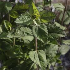 Image result for Lythrum rotundifolium