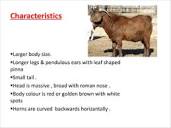 Beetal - Goat breed | PPT