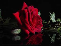 Saraseragmail com buon giorno bellissimi fiori fiori sfondi floreali. Immagini Rosa Rosso Scuro Fiori Riflessione Da Vicino Sfondo Nero