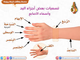ماهي الاثار السلبية لنرجسية الأستاذ الجامعي واعتداده المفرط بنفسه وبلقبه العلمي وتعاليه على طلابه؟ ماهو أثر النمذجة العلمية الناشئة عن التجارب وعن جامعات بريطانيا في. ØªØ³Ù…ÙŠØ© Ø¨Ø¹Ø¶ Ø£Ø¬Ø²Ø§Ø¡ Ø§Ù„ÙŠØ¯ ÙˆØ£Ø³Ù…Ø§Ø¡ Ø§Ù„Ø£ØµØ§Ø¨Ø¹ Ø´Ø¨ÙƒØ© Ø¨ÙŠÙ†ÙˆÙ†Ø© Ù„Ù„Ø¹Ù„ÙˆÙ… Ø§Ù„Ø´Ø±Ø¹ÙŠØ©