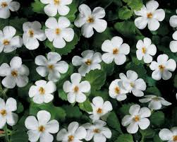 Image result for foto bacopa