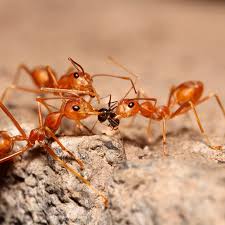 Do your own pest control and save money, time, and effort for years to come. Pin On Diy Pests