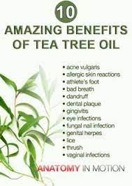 31 Amazing Benefits Of Tea Tree Oil For Skin Hair And Health Tea Tree Oil Calendula Benefits Tea Tree Oil For Acne