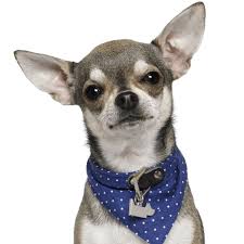 Chihuahua stud service (not for sale). Chihuahua Puppies For Sale Adoptapet Com