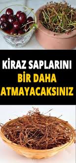 Kiraz Saplarinin Yaptiklarina Inanamayacaksiniz Heath And Fitness Health Herbs