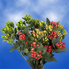 Order hypericum directly from growers. Amazon Com Globalrose 120 Fresh Cut Assorted Colors Hypericum Flowers Fresh Flowers For Birthdays Weddings Or Anniversary Fresh Cut Format Flowers Grocery Gourmet Food