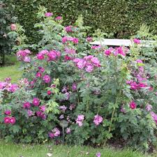 Описание наиболее популярных сортов rose blue. Rhapsody In Blue Rosen Online Kaufen Im Rosenhof Schultheis Rosen Online Kaufen Im Rosenhof Schultheis