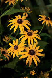 10 Plants That Beat The Heat Summer Plants Fall Plants Black Eyed Susan