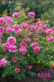 These highly fragrant flowers are perfect for adding to. 20 Best Beautiful Fragrant Flowers In The World Home Gardeners