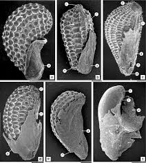 Image result for Streptopetalum serratum