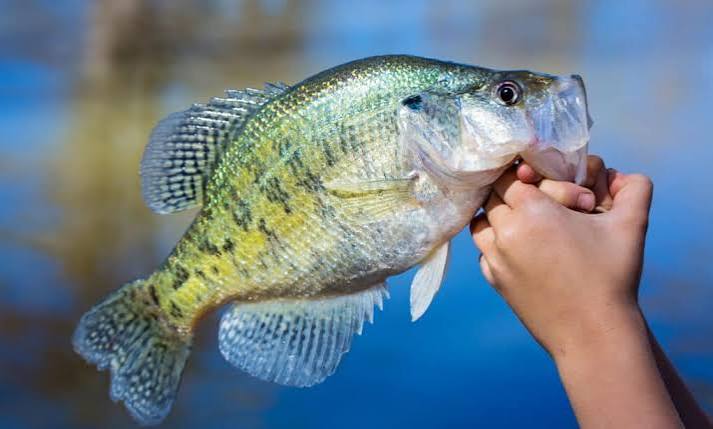 White Crappie Animal Facts - Pomoxis annularis - A-Z Animals