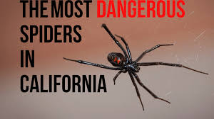 Black widow spider bites can be dangerous, especially to young children and elderly people. Most Dangerous Spiders In California Owlcation