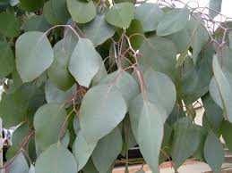 If a sapling has overgrown its pot, it is too large to plant. Silver Dollar Gum Plants Of Lake Mead National Recreation Area Inaturalist