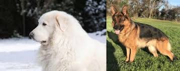 Maybe you would like to learn more about one of these? Great Pyrenees Vs German Shepherd Breed Comparison