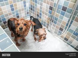 If your dog has a healthy no one wants a soaking wet dog running zoomies around the house after a bath! Two Little Wet Cute Image Photo Free Trial Bigstock