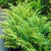 Arching japanese holly fern is excellent for mass plantings, rock gardens, containers, in woodlands and naturalized landscapes.capes. Https Encrypted Tbn0 Gstatic Com Images Q Tbn And9gcsvfbrot3nnb V1n9gpmxrlxn O4rp8hjz Pkivwhhsgizbxmfz Usqp Cau