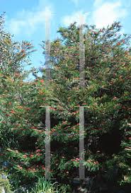 It responds well to pruning. Horticopia Grevillea X Red Hooks Spider Flower Grevillea
