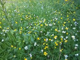 Now days everything has changed in a country like romania what losses its own identity. Poze AtaÈate Review Iarba Verde De AcasÄ Amfostacolo