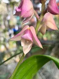 Image result for Polystachya valentina