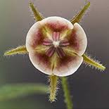 Image result for Hermannia boraginiflora