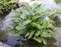 Image result for Pontederia