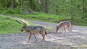 Jahrhundert wurde der wolf in großen teilen europas ausgerottet. Veldensteiner Forst Die Ruckkehr Der Wolfe Pegnitz Nordbayerischer Kurier