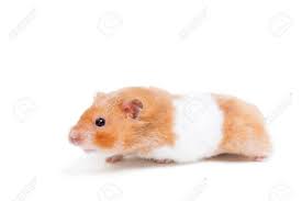 Polish your personal project or design with these hamster transparent png images, make it even more personalized and more attractive. Golden Hamster Isolated On White Stock Photo Picture And Royalty Free Image Image 29518766