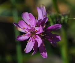 Image result for Wurmbea angustifolia