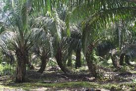 The research focused on oil palm plantation disputes involving indigenous peoples' claims to customary land and forests in pareh and semunying bongkang hamlets of semunying jaya village border in sarawak, malaysia to support their families. Our News And Stories