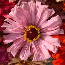 Check spelling or type a new query. Hjf Shares Organic Csa Exceptional Produce Local Products