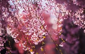 The gardens are located in olinda, about an hour drive from melbourne. Blossom Trees Australian Handyman Magazine