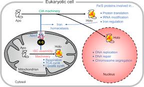 Iron Sulfur Protein An Overview Sciencedirect Topics