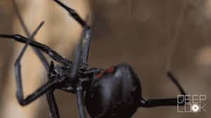 Black widows are shiny and black and about half an inch long. Why The Male Black Widow Spider Is A Real Home Wrecker Kqed