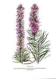 Blazing Star Prairie Flower Flower Illustration Botanical Prints