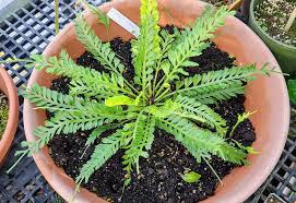 Image result for Asplenium linckii
