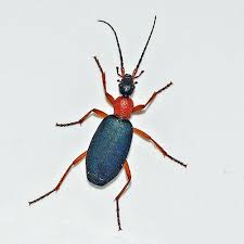 Basement Black Beetle Bug In House False Bombardier Beetle Redux Family Carabidae Field Station