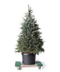 How To Keep Your Live Christmas Tree Fresher For Longer Christmas Tree Care Live Christmas Trees Real Christmas Tree