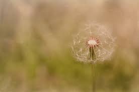 Wallpaper Flower Art Nature Dandelion Seeds Wish Dandelionseeds 5138x3410 967371 Hd Wallpapers Wallhere See more ideas about dandelion, dandelion wish, macro photography.