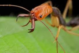 Trap Jaw Ant Odontomachus Sp Ants Invertebrates Arthropods