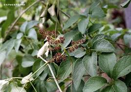 Image result for Ampelocissus abyssinica