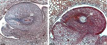 Image result for Rutidea fuscescens