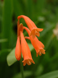 Image result for Cyrtanthus galpinii