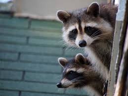 Raccoon Spirit Animal Symbolism And Meaning Everydayknow Com