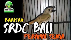 Barisan Srdc Ori Bali Gacor Dor Sikatan Rimba Dada Coklat Burung Sikatan Burung Bali