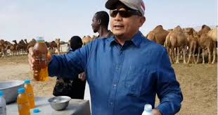 Camel milk, a dairy product, which has surprising medicinal qualities. After Video Of Anti Ahok Group Leader Drinking Camel Urine Goes Viral Health Ministry Issues Warning About Practice Coconuts Jakarta